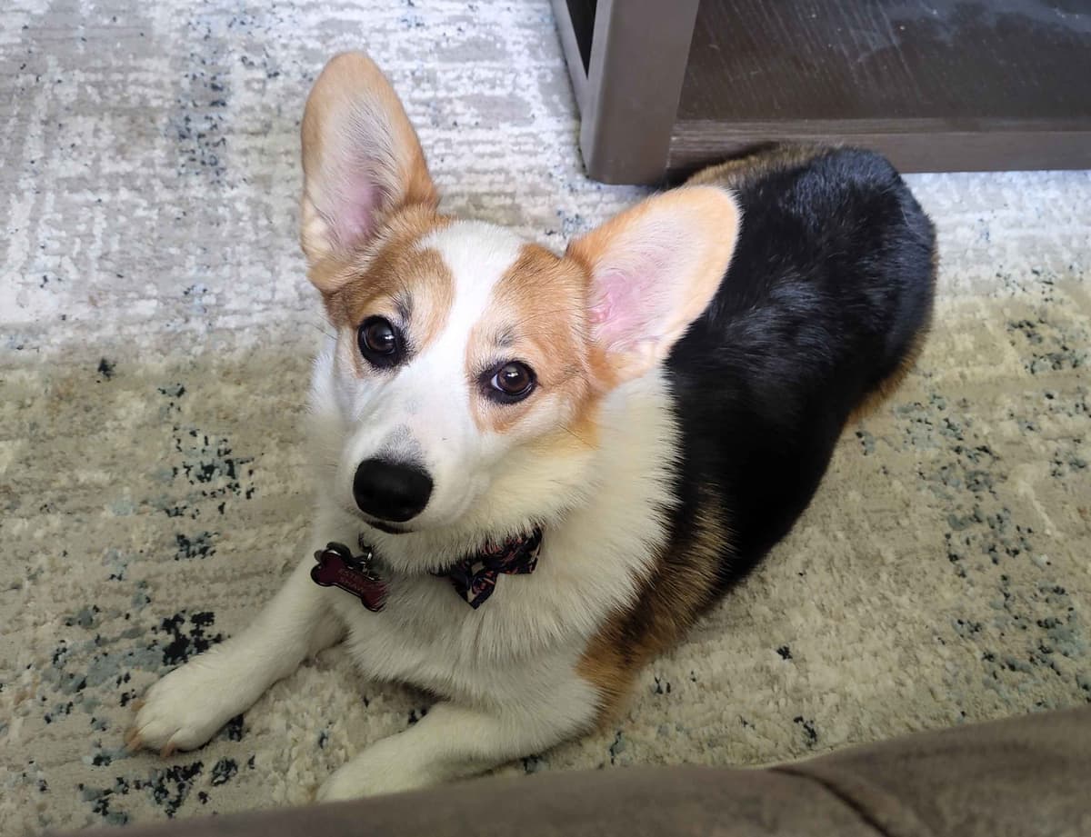 Pembroke Welsh Corgi Puppies breeder image 2