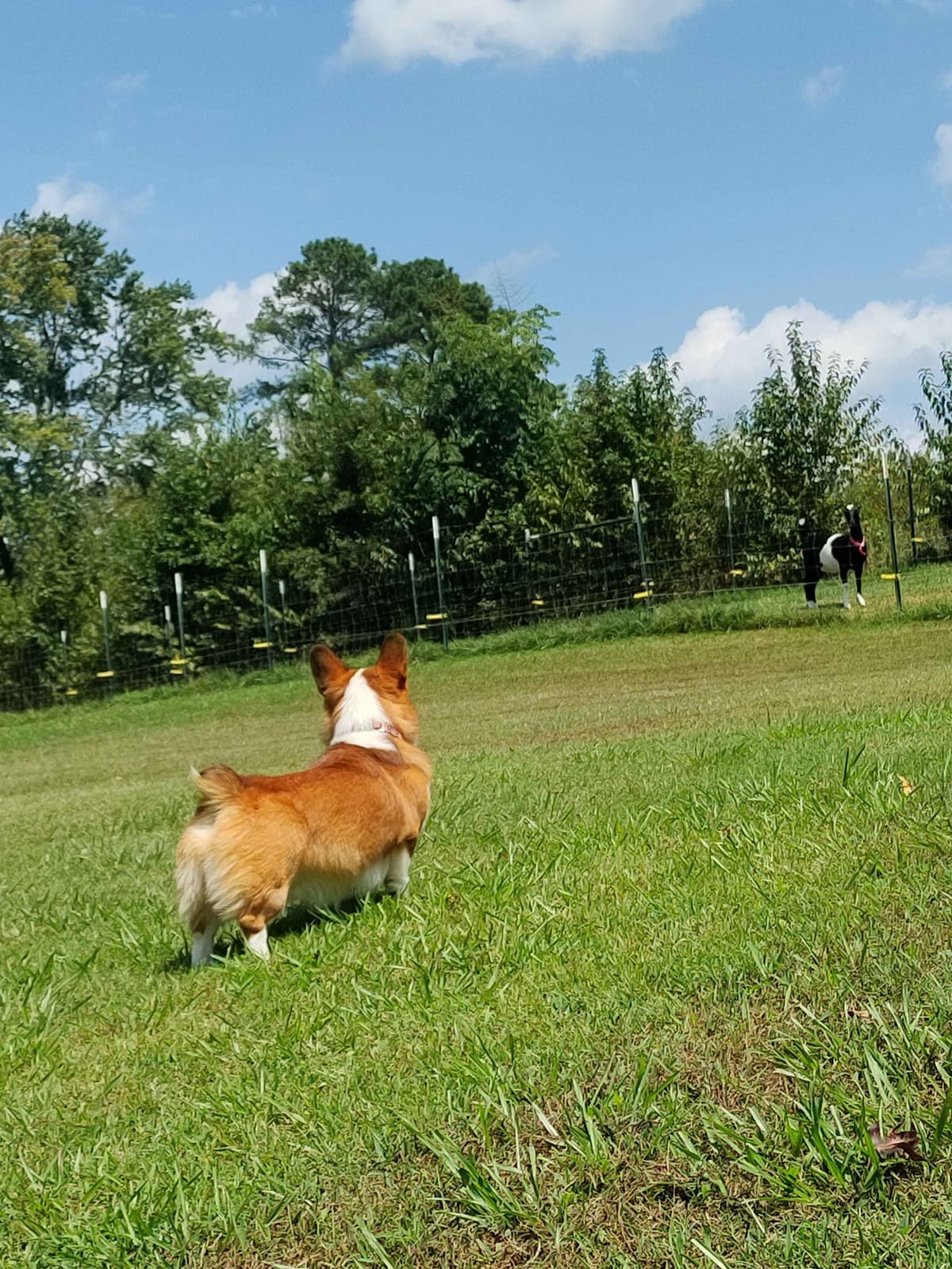 Pembroke Welsh Corgi Puppies breeder image 1