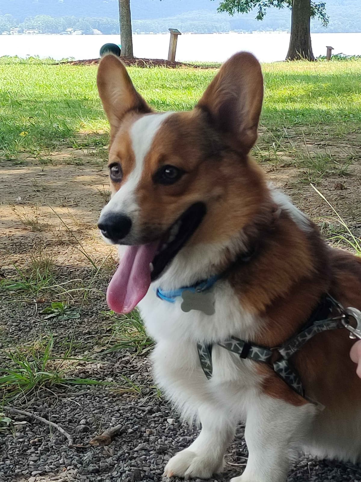 Pembroke Welsh Corgi Puppies breeder image 3