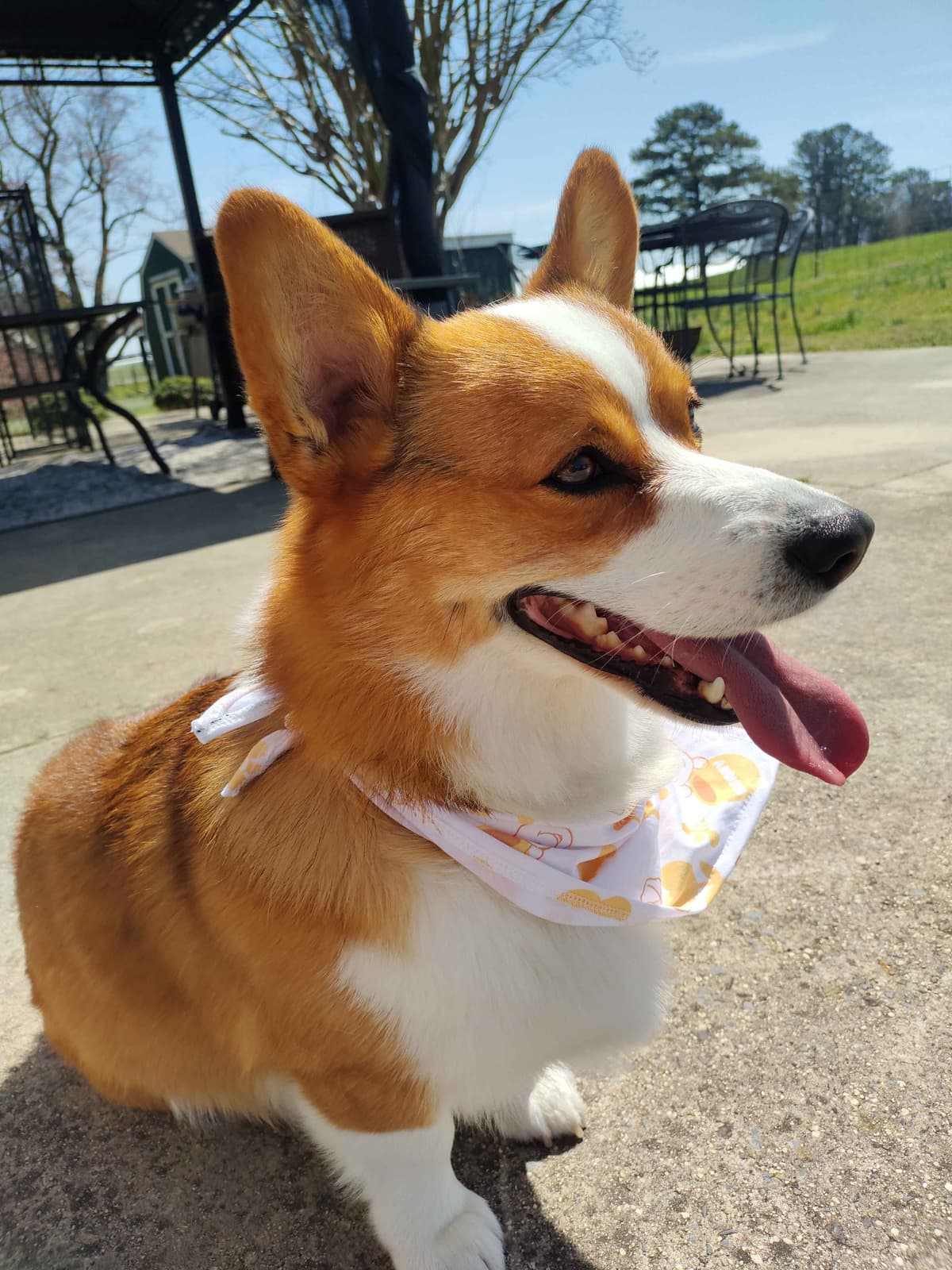 Pembroke Welsh Corgi Puppies breeder image 6