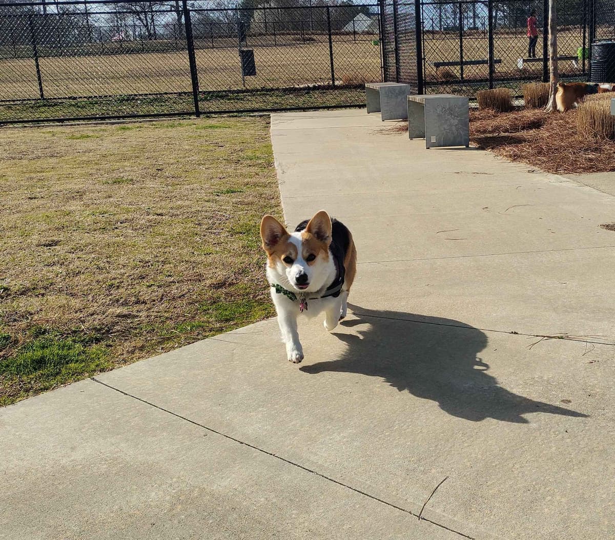 Pembroke Welsh Corgi Puppies breeder image 7