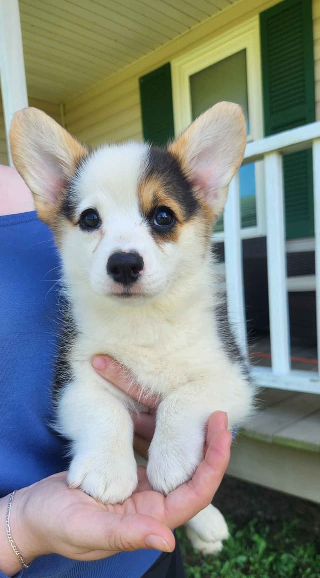 Pembroke Welsh Corgi Puppies media 2