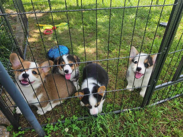 Pembroke Welsh Corgi Puppies media 3