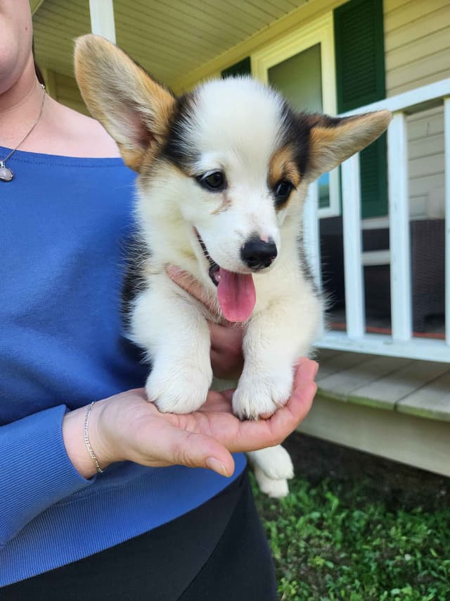 Pembroke Welsh Corgi Puppies media 4
