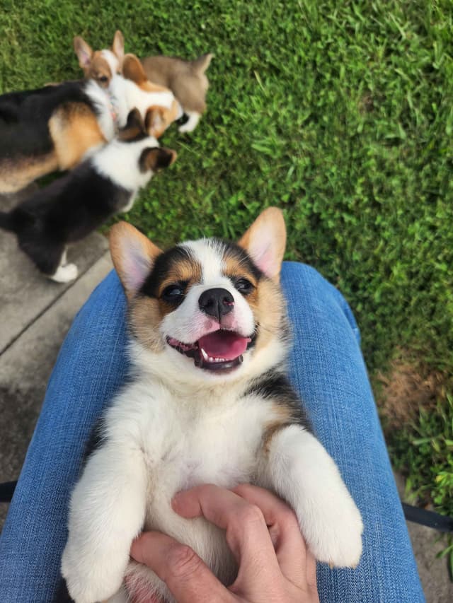 Pembroke Welsh Corgi Puppies media 5