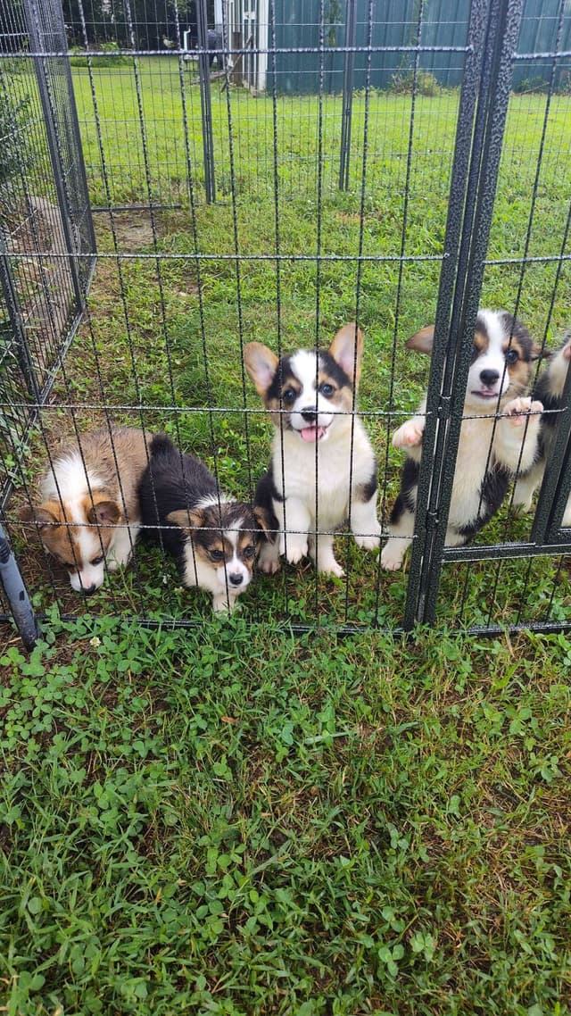 Pembroke Welsh Corgi Puppies media 6