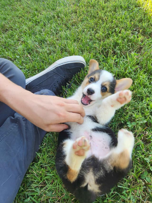 Pembroke Welsh Corgi Puppies media 7
