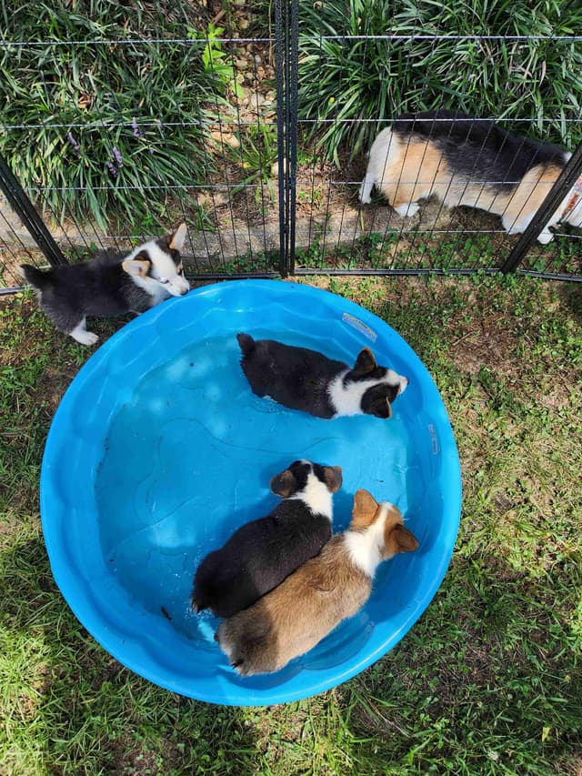 Pembroke Welsh Corgi Puppies media 9