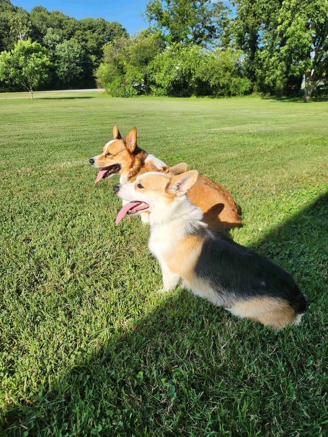Pembroke Welsh Corgi Puppies media 8
