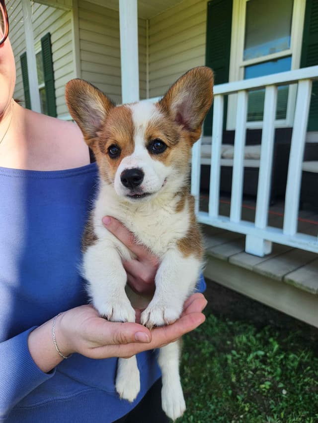 Pembroke Welsh Corgi Puppies media 10