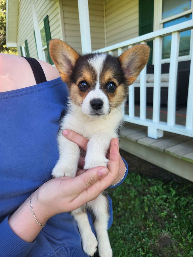 Pembroke Welsh Corgi Puppies media 11