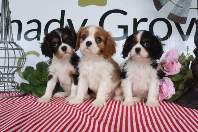 Cavalier King Charles Spaniel Puppies media 2