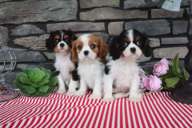 Cavalier King Charles Spaniel Puppies media 3