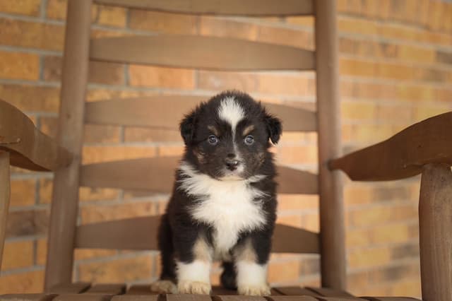 Australian Shepherd Puppies media 11