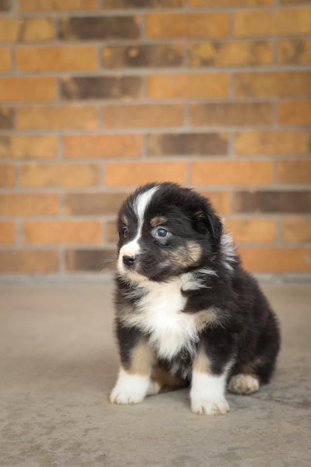 Australian Shepherd Puppies media 12