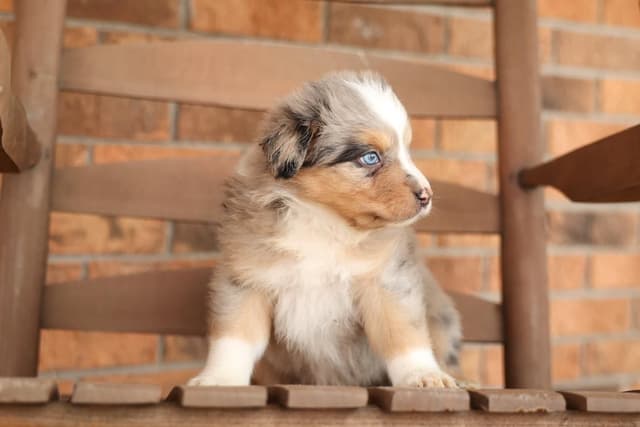 Australian Shepherd Puppies media 13