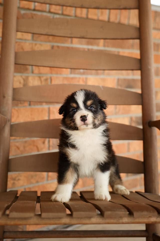 Australian Shepherd Puppies media 14
