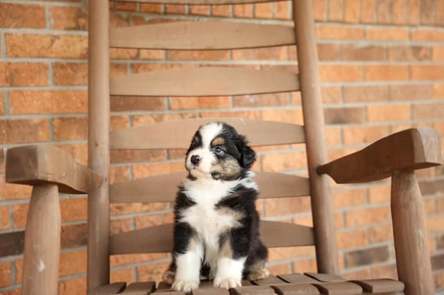 Australian Shepherd Puppies media 15