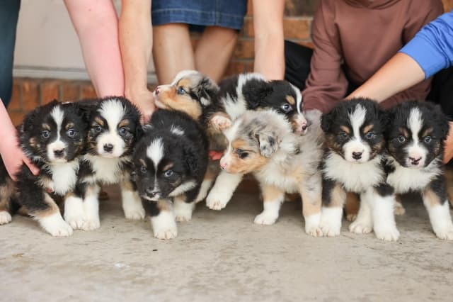 Australian Shepherd Puppies media 16