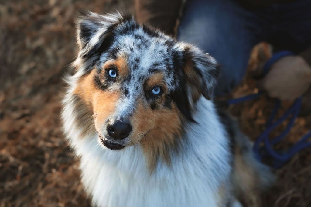 Australian Shepherd Puppies breeder image 2