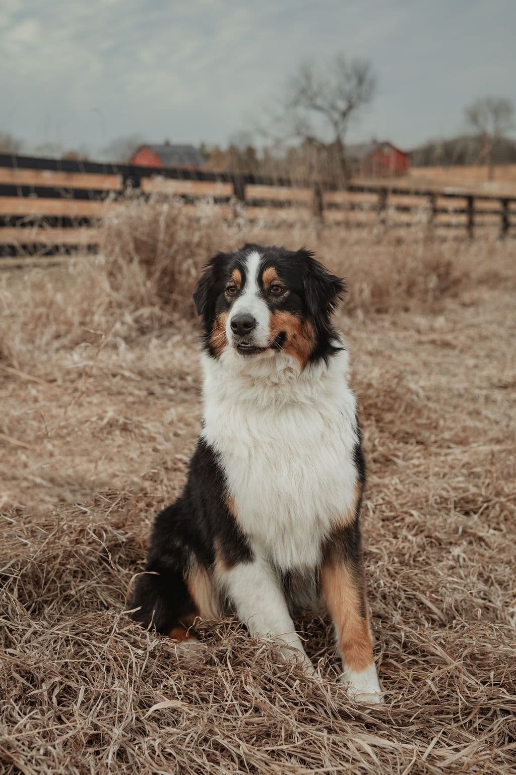 Australian Shepherd Puppies breeder image 3