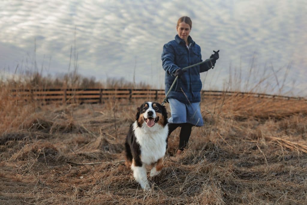 Australian Shepherd Puppies breeder image 4