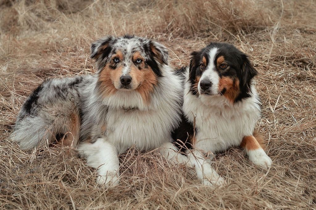 Australian Shepherd Puppies breeder image 6