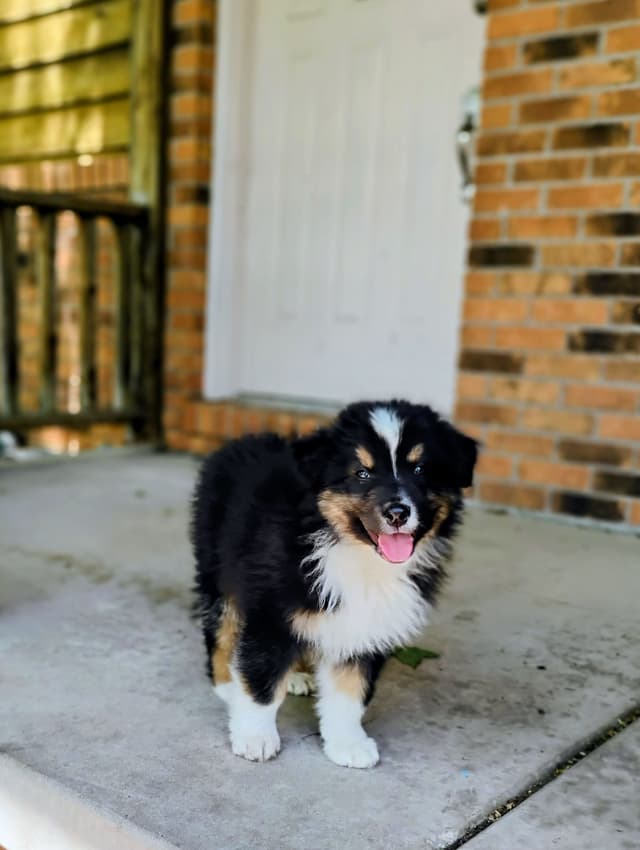 Australian Shepherd Puppies media 9