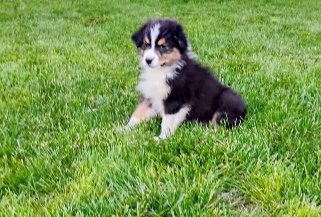 Australian Shepherd Puppies media 8
