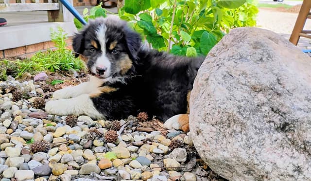 Australian Shepherd Puppies media 6