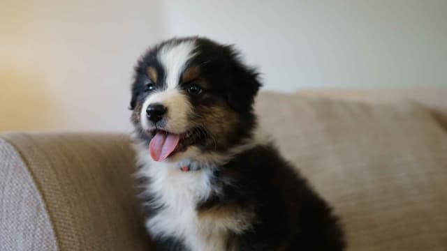 Australian Shepherd Puppies media 10
