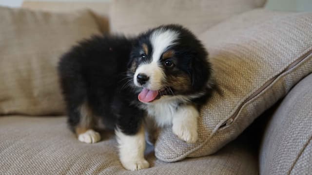 Australian Shepherd Puppies media 4