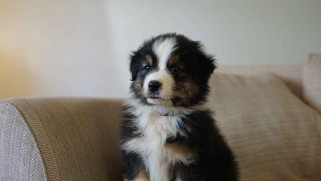 Australian Shepherd Puppies media 5