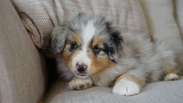 Australian Shepherd Puppies media 2