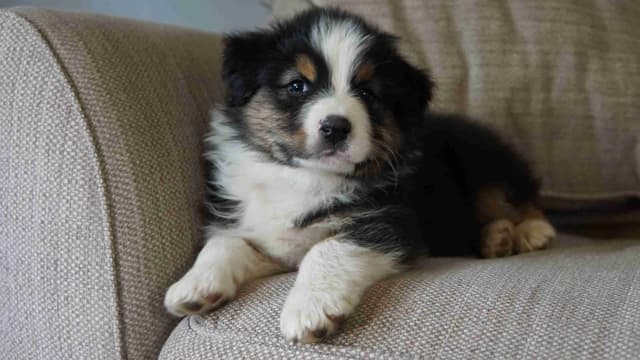 Australian Shepherd Puppies media 7