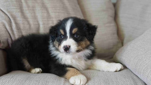 Australian Shepherd Puppies media 3