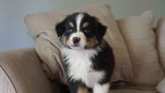 Australian Shepherd Puppies media 18