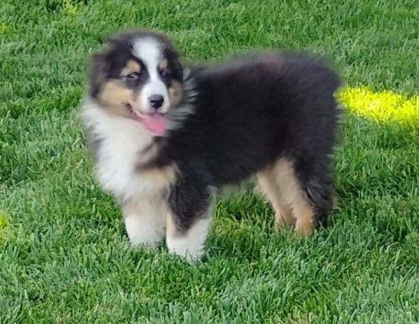 Australian Shepherd Puppies media 19