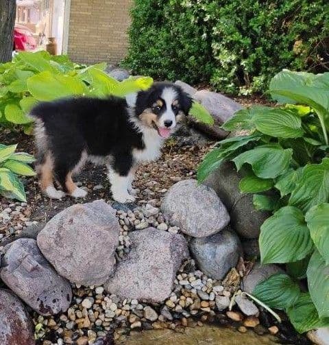 Australian Shepherd Puppies media 20