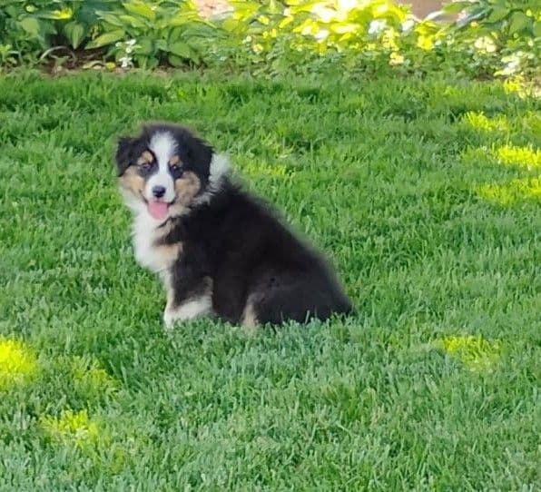 Australian Shepherd Puppies media 21