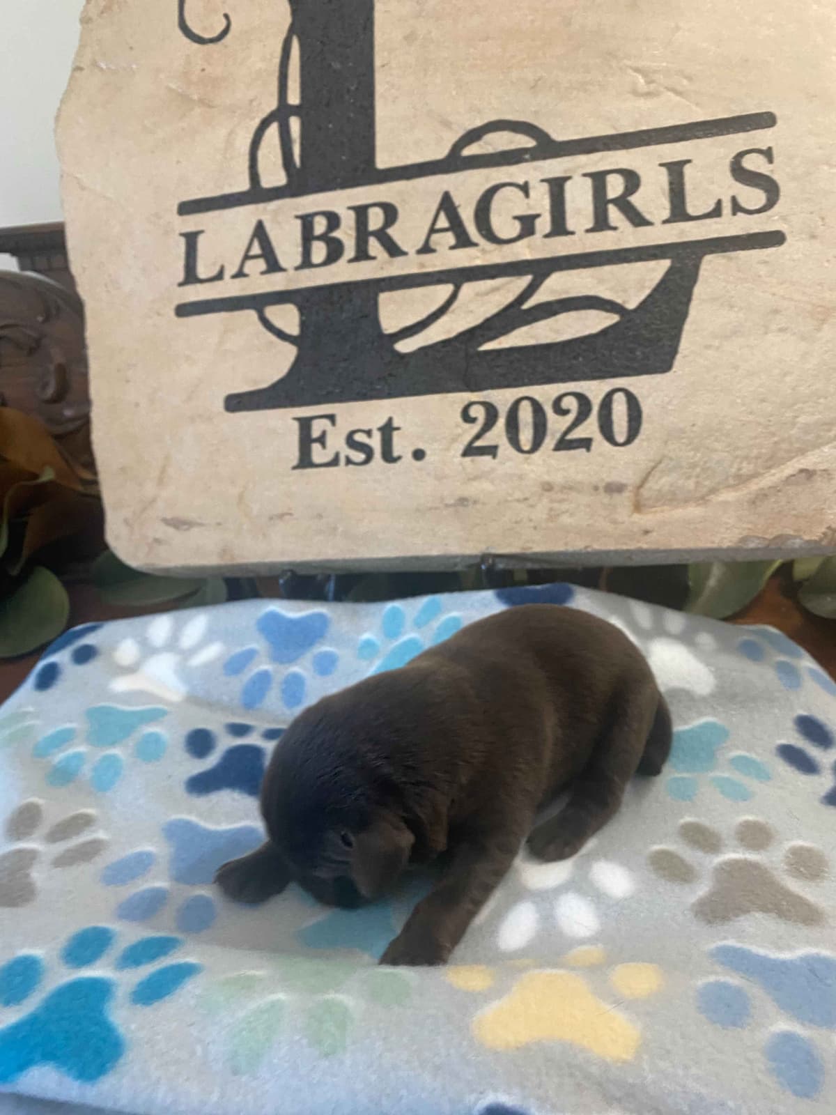 Labragirls Chocolate Labrador Retriever Puppies breeder image 21