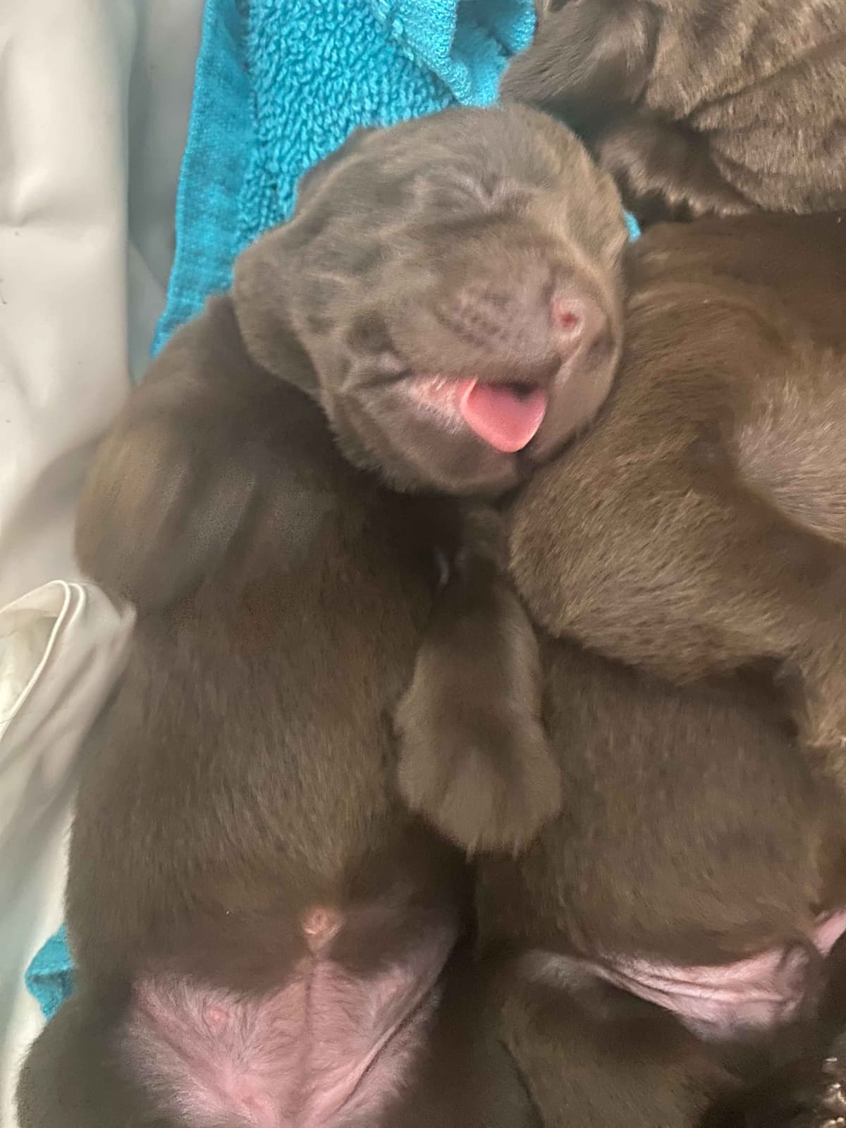 Labragirls Chocolate Labrador Retriever Puppies breeder image 18