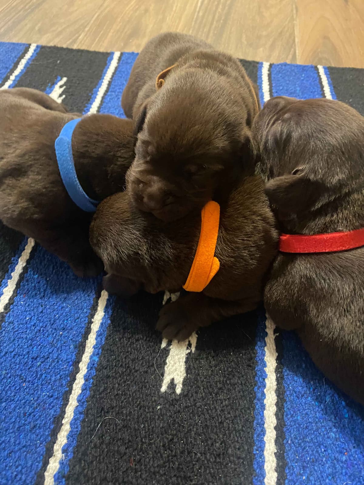 Labragirls Chocolate Labrador Retriever Puppies breeder image 19