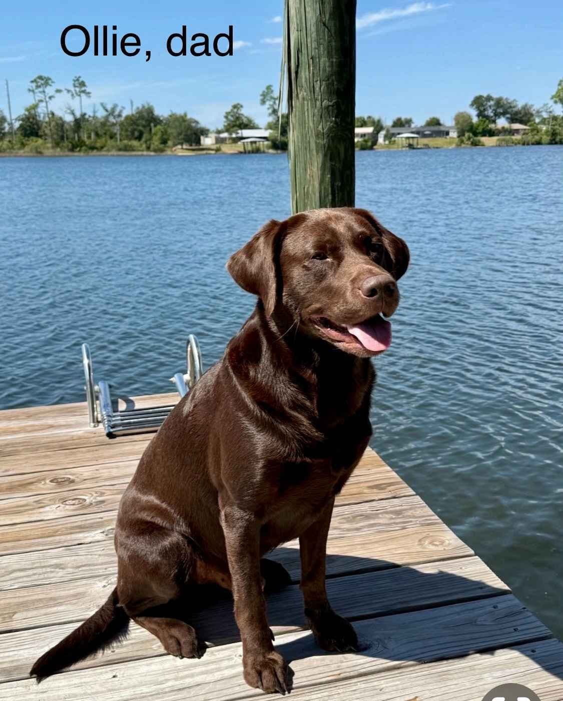 Labragirls Chocolate Labrador Retriever Puppies breeder image 24