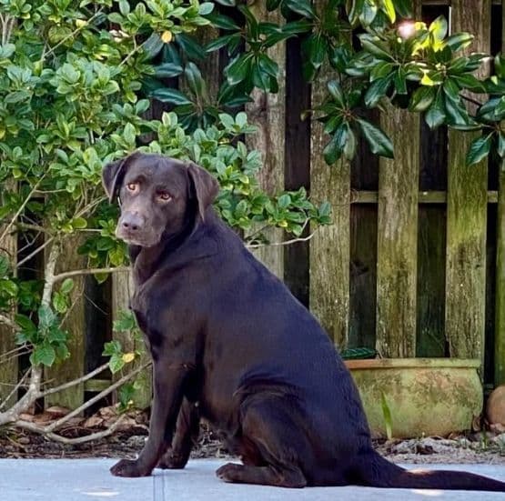 Labragirls Chocolate Labrador Retriever Puppies breeder image 23