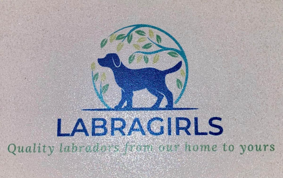 Labragirls Chocolate Labrador Retriever Puppies breeder image 25