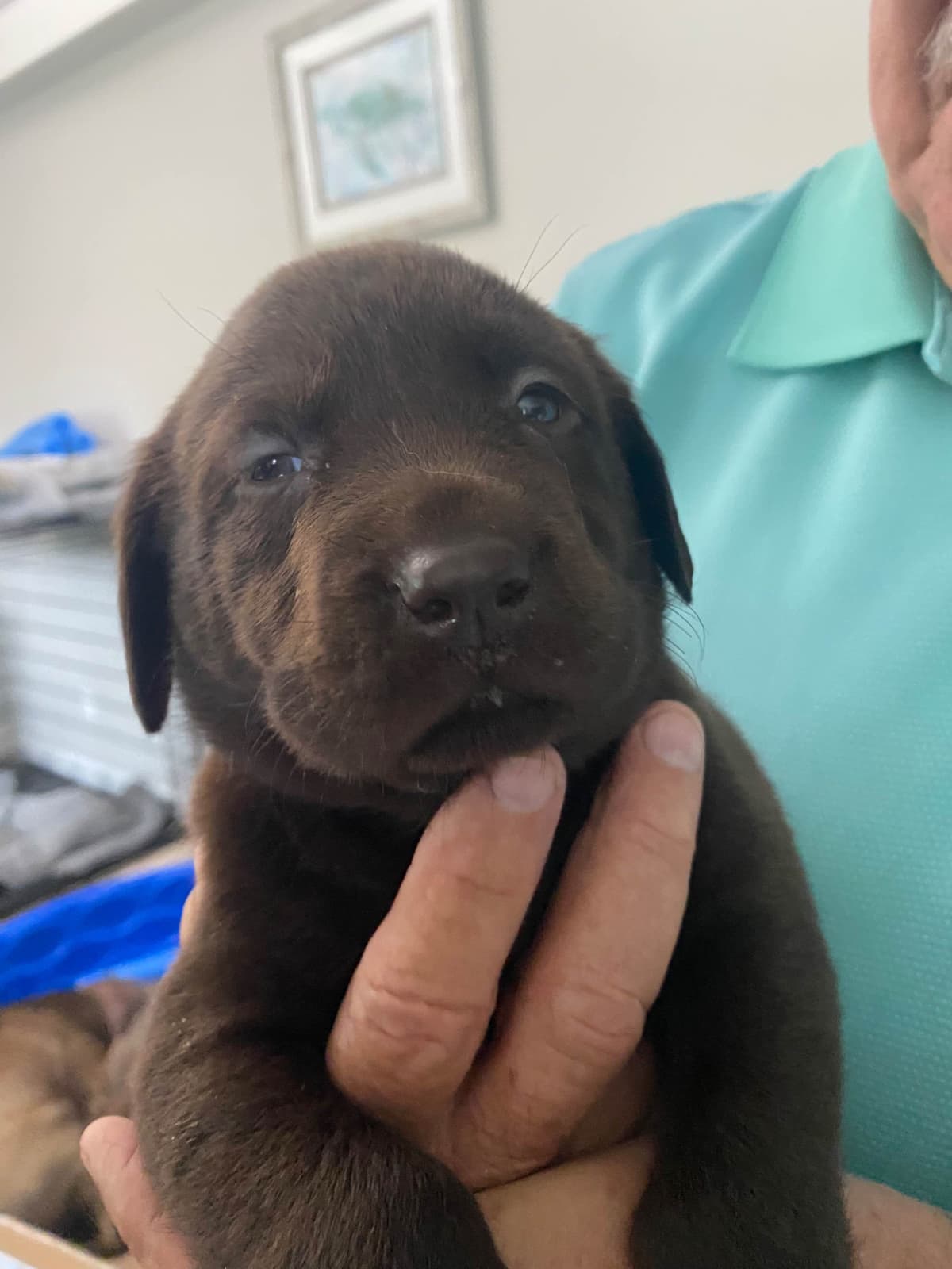 Labragirls Chocolate Labrador Retriever Puppies breeder image 3