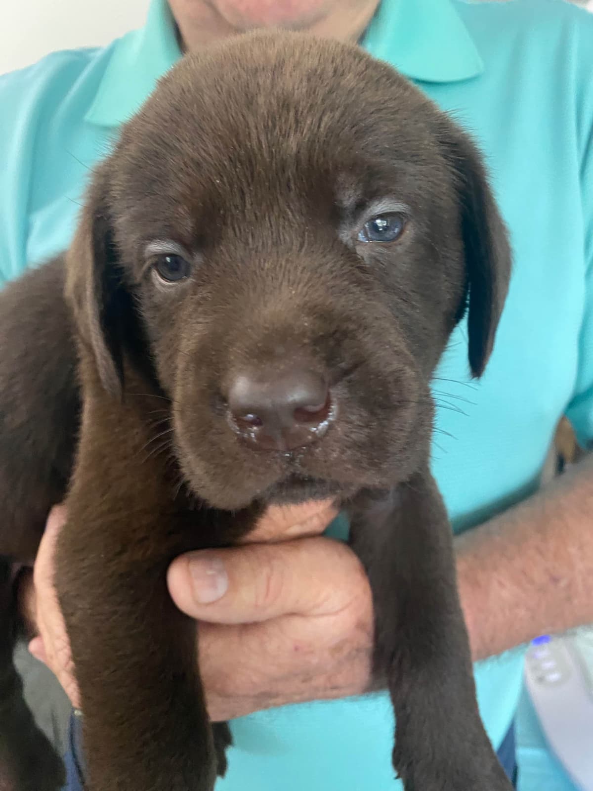 Labragirls Chocolate Labrador Retriever Puppies breeder image 4