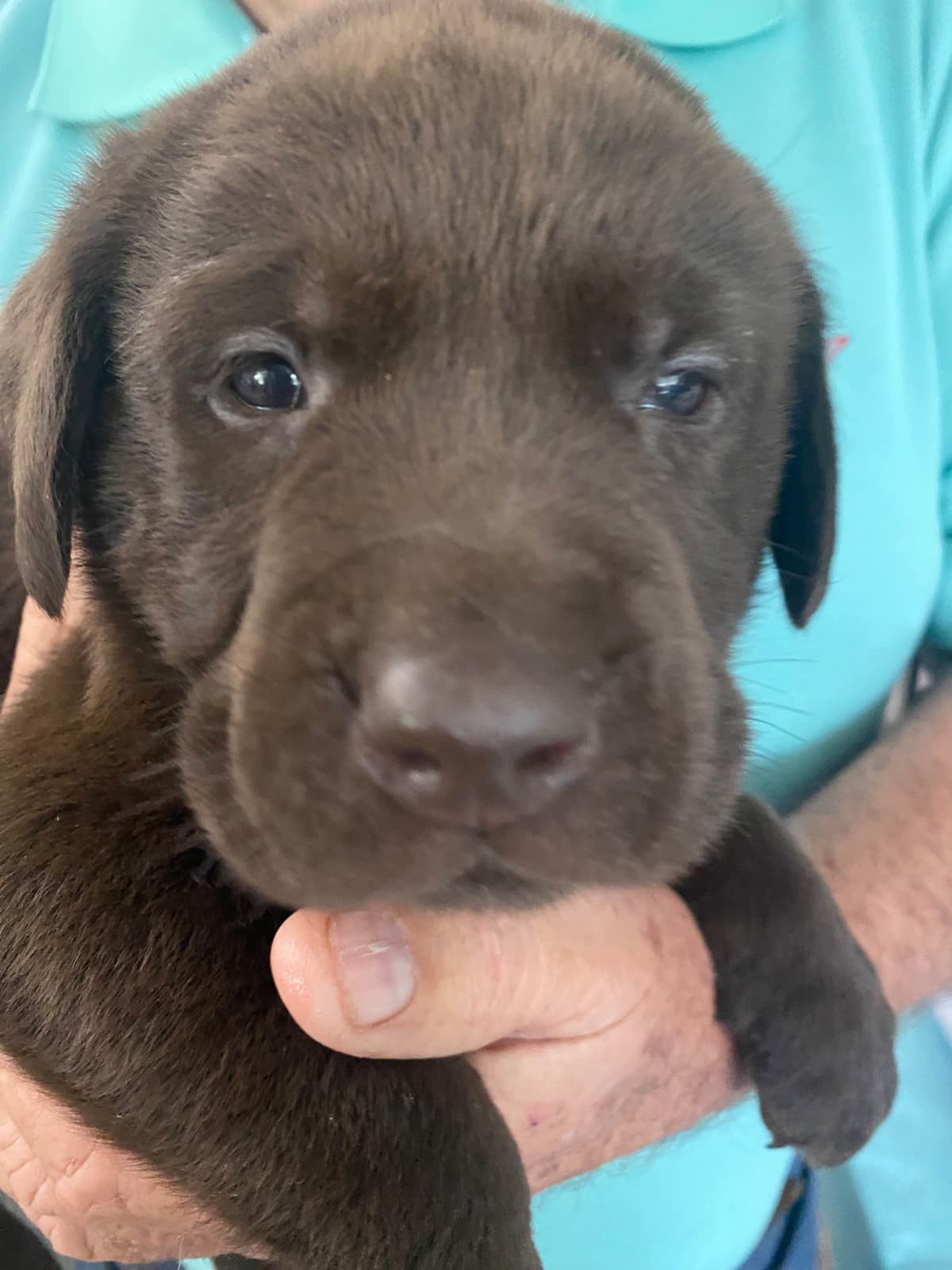 Labragirls Chocolate Labrador Retriever Puppies breeder image 5