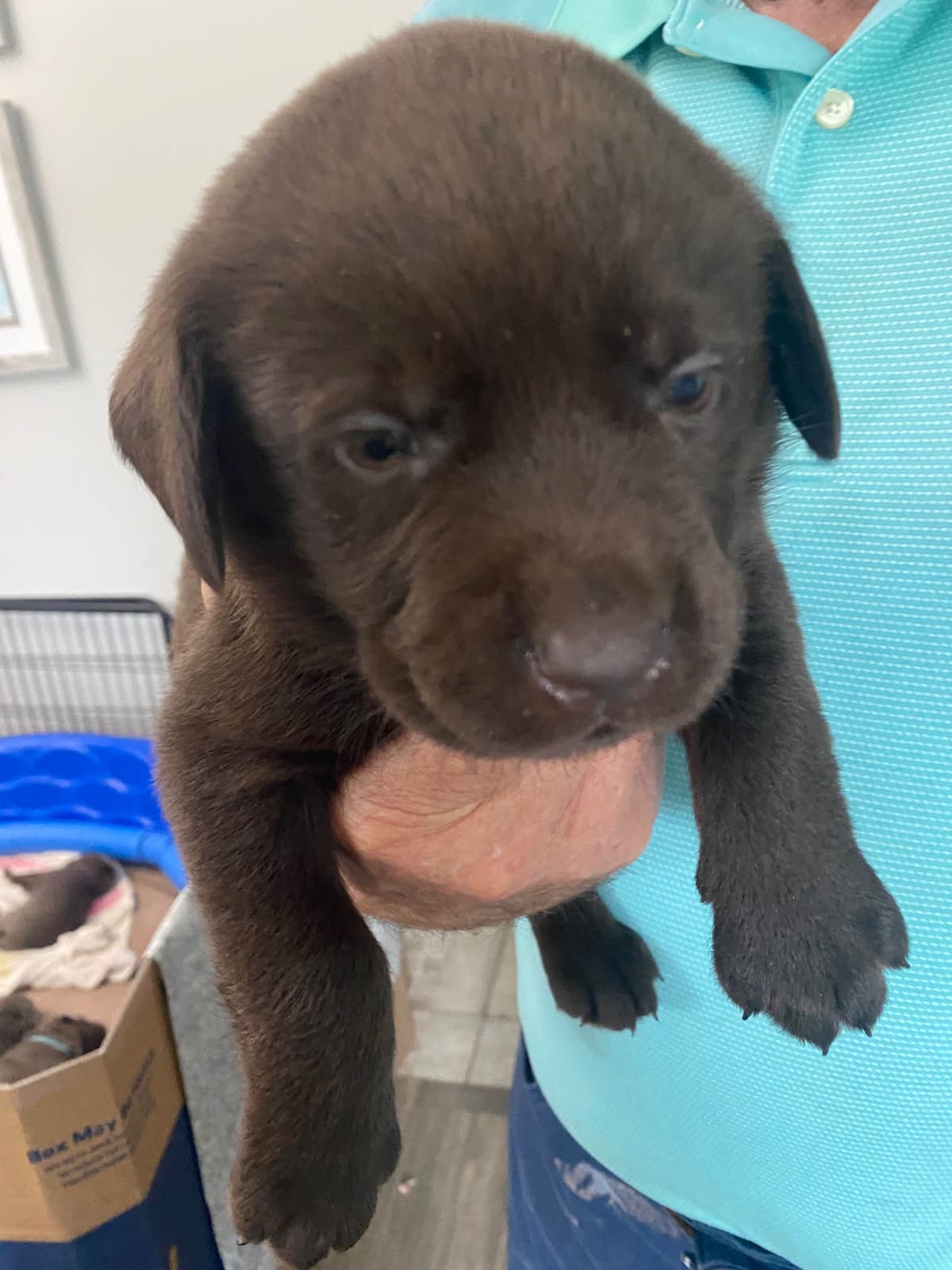Labragirls Chocolate Labrador Retriever Puppies breeder image 7